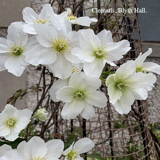 Clematis, Blyth Hall